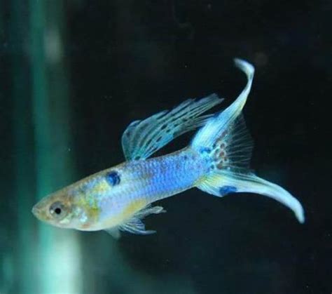 養孔雀|孔雀魚新手入門：12個孔雀魚飼養技巧大公開（新手必讀）